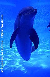 delfin 7.jpg